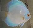 discus75