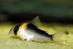 corydoras67