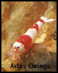 AxtaShrimps