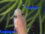 Dogbiger