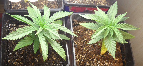 OGDs Lone Star Blue Heaven grow Blue_h17