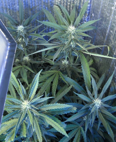 OGDs Lone Star Blue Heaven grow Blue_h29_800x600