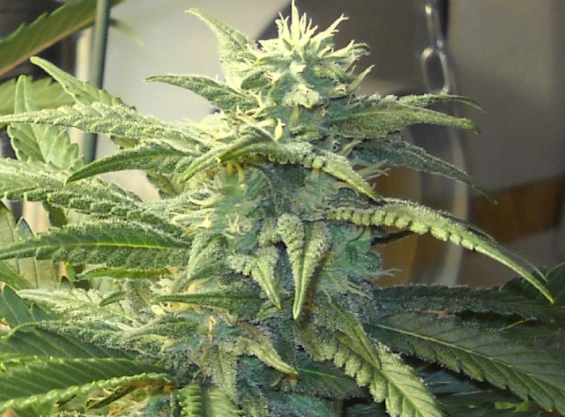 OGDs Lone Star Blue Heaven grow Blue_h33_800x600