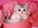 cute kitty