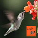 1colibri