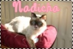 nadicha