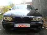 zebus