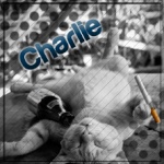 Charlie