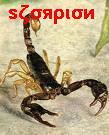 scorpion-al-9atal