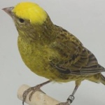 canari60