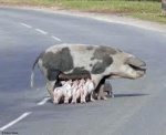 ROAD-HOG