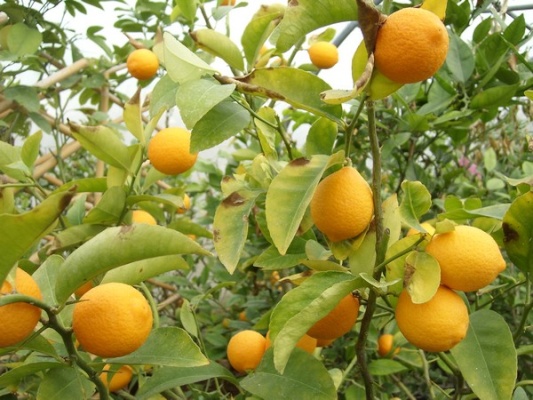 Citrus limon