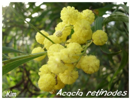 acacia retinodes