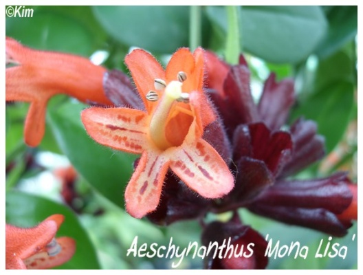 aeschynanthus 'mona-lisa'