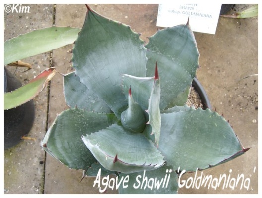 agave shawii 'goldmaniana'