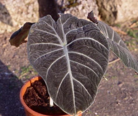 alocasia reginula