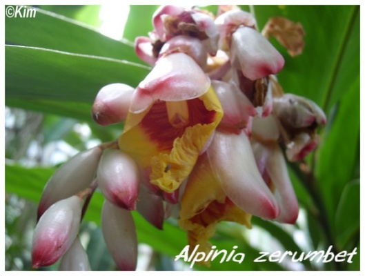 alpinia zerumbet