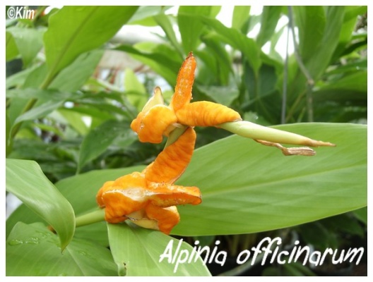 alpinia officinarum