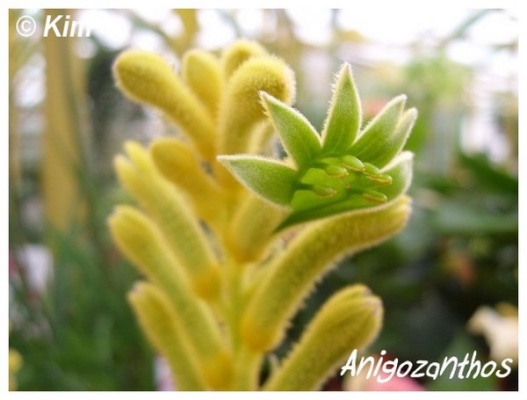 anigozanthos