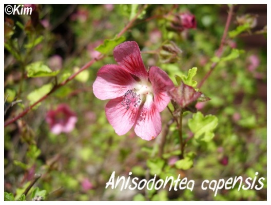 anisodontea capensis