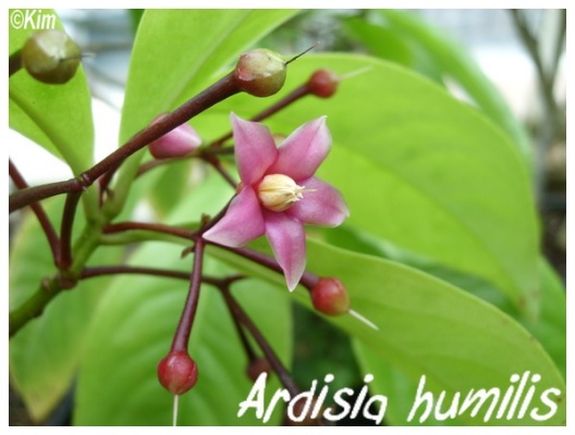 ardisia humilis