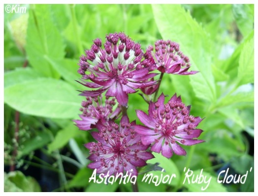 astrantia major 'ruby cloud'