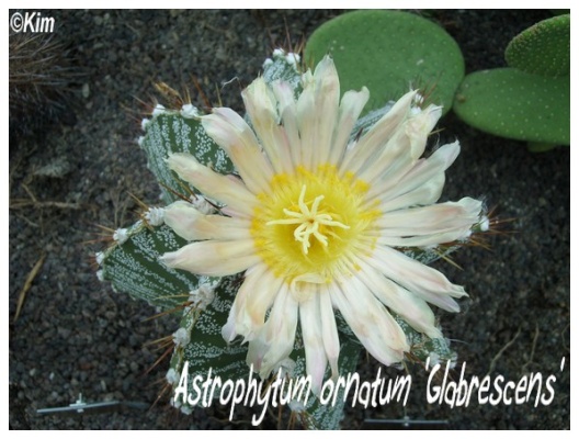 astrophytum ornatum 'glabrescens'