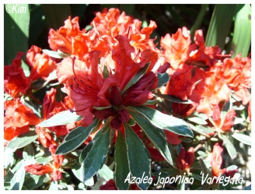 azalea japonica 'variegata'