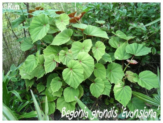 begonia grandis 'evansiana'