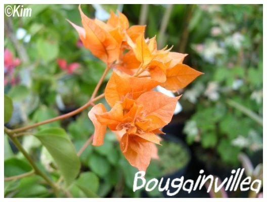 bougainvillée orange