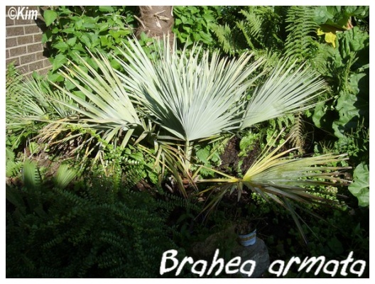 brahea armata