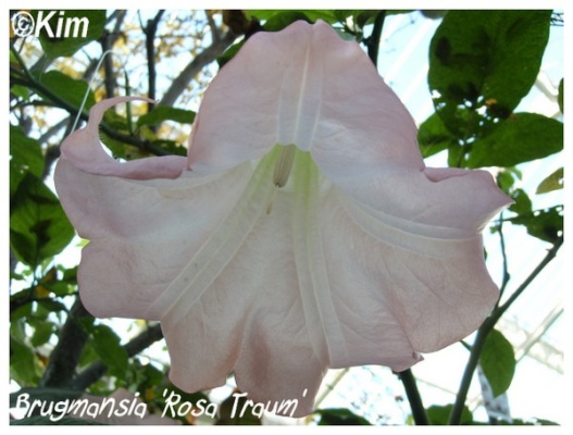 brugmansia 'rosa traum'