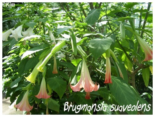 brugmansia suaveolens