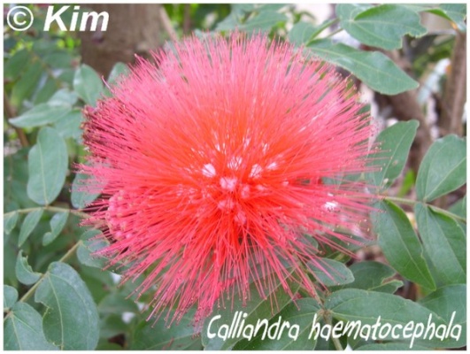 calliandra haematocephala