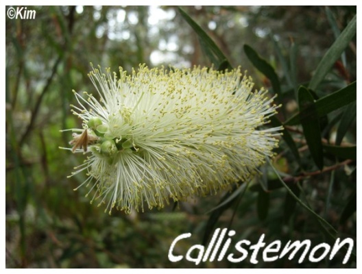 callistemon