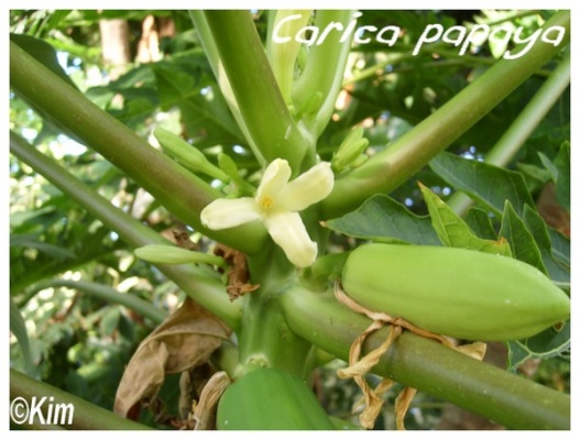 carica papaya