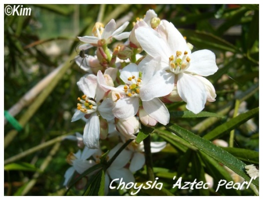 choysia 'aztec pearl'