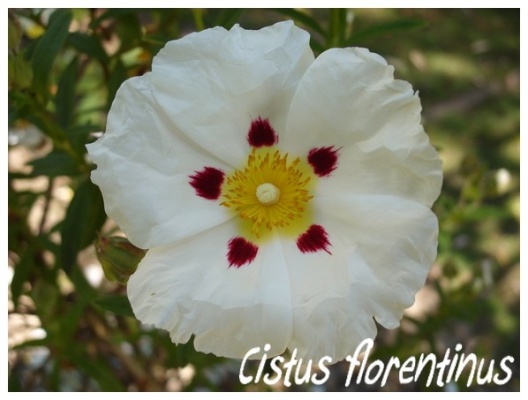 cistus florentinus