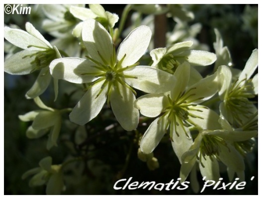 clematis 'pixie'