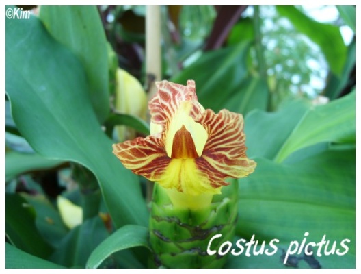 costus pictus