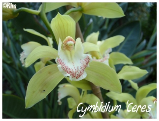 cymbidium 'ceres'