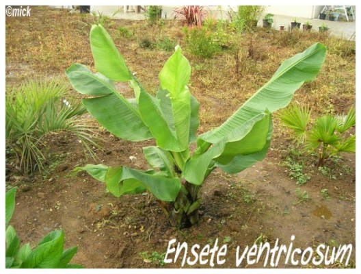 ensete ventricosum