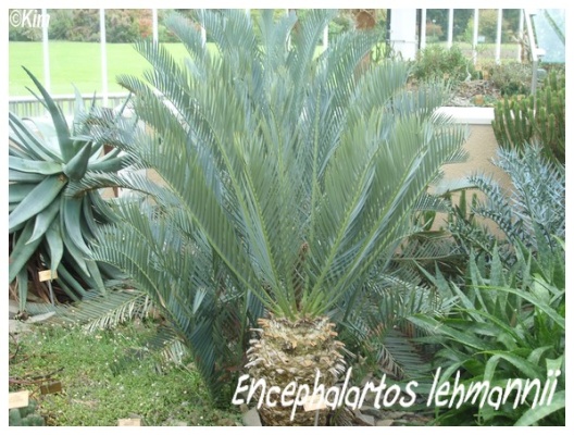 encephalartos lehmannii