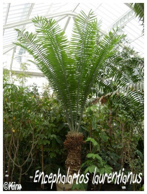 encephalartos laurentianus