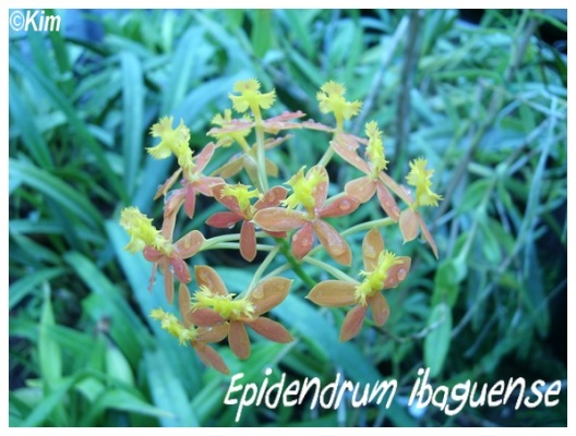 epidendrum ibaguense