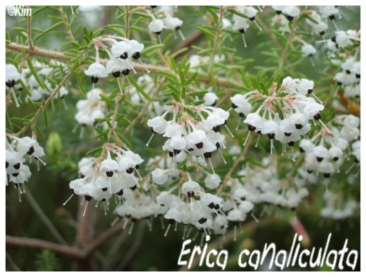 erica canaliculata