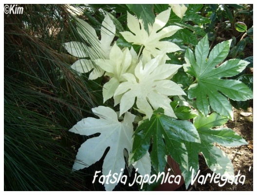 fatsia japonica 'variegata'