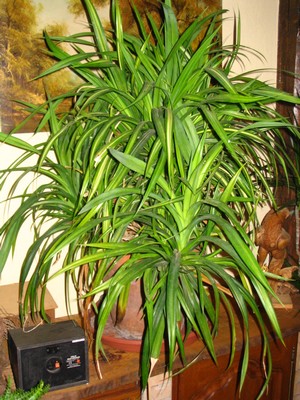 pandanus