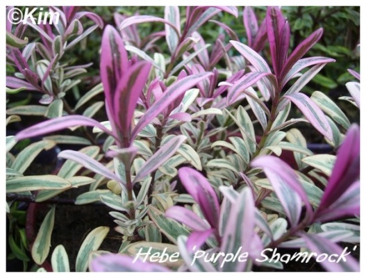 hebe 'purple shamrock'