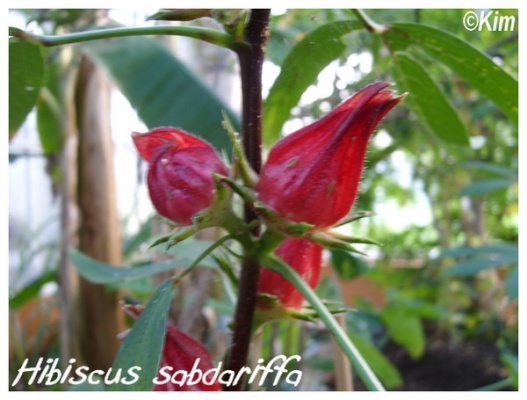 hibiscus sabdariffa